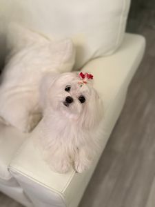 Paradise Pet Salon photo 21