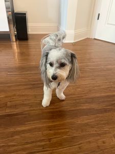 Paradise Pet Salon photo 22