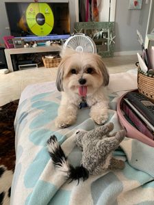 Paradise Pet Salon photo 23