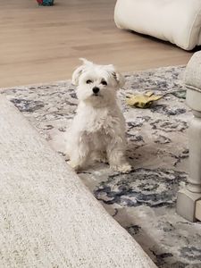 Paradise Pet Salon photo 24