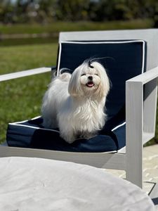 Paradise Pet Salon photo 25