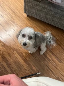 Paradise Pet Salon photo 26