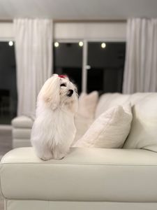 Paradise Pet Salon photo 27