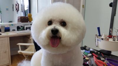 Paw-Paw Patch Pet Grooming LLC