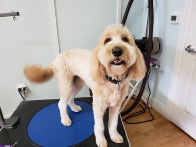 Paw-Paw Patch Pet Grooming LLC photo 5