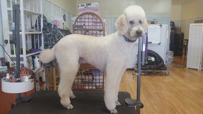 Paw-Paw Patch Pet Grooming LLC photo 7