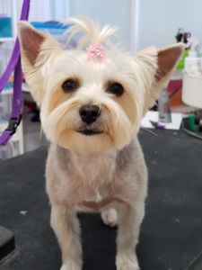 Paw-Paw Patch Pet Grooming LLC photo 10