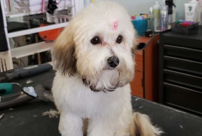 Paw-Paw Patch Pet Grooming LLC photo 11