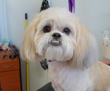 Paw-Paw Patch Pet Grooming LLC photo 12