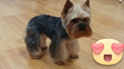 Paw-Paw Patch Pet Grooming LLC photo 13