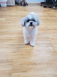 Paw-Paw Patch Pet Grooming LLC photo 14