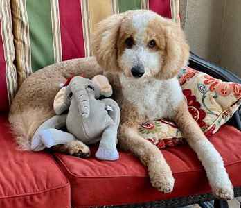 Paw-Paw Patch Pet Grooming LLC photo 15