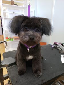 Paw-Paw Patch Pet Grooming LLC photo 17