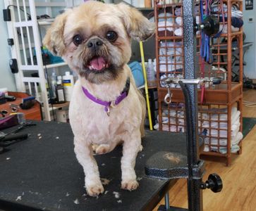 Paw-Paw Patch Pet Grooming LLC photo 18