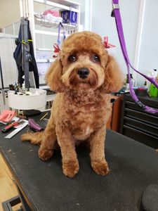 Paw-Paw Patch Pet Grooming LLC photo 19