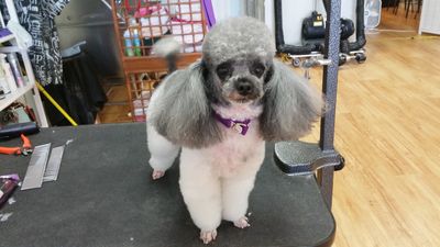 Paw-Paw Patch Pet Grooming LLC photo 23