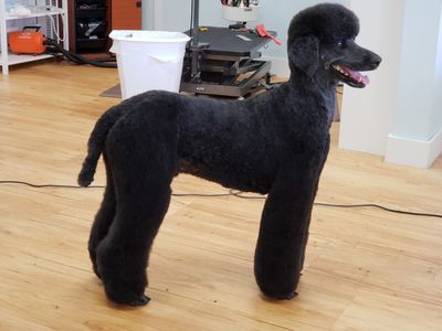 Paw-Paw Patch Pet Grooming LLC photo 24