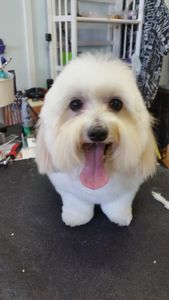 Paw-Paw Patch Pet Grooming LLC photo 25