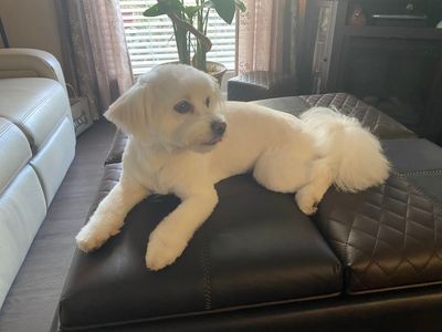 Paw-Paw Patch Pet Grooming LLC photo 26