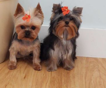 Paw-Paw Patch Pet Grooming LLC photo 27