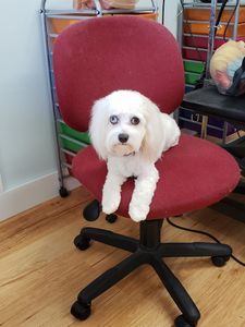 Paw-Paw Patch Pet Grooming LLC photo 28