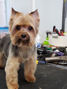 Paw-Paw Patch Pet Grooming LLC photo 29