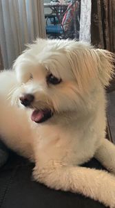 Paw-Paw Patch Pet Grooming LLC photo 30