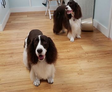 Paw-Paw Patch Pet Grooming LLC photo 31