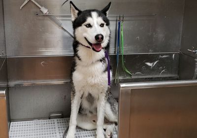 Paw-Paw Patch Pet Grooming LLC photo 32