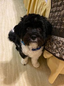 Paw-Paw Patch Pet Grooming LLC photo 33