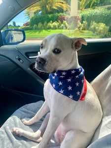 Paw-Paw Patch Pet Grooming LLC photo 34