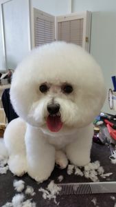 Paw-Paw Patch Pet Grooming LLC photo 36