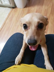 Paw-Paw Patch Pet Grooming LLC photo 37