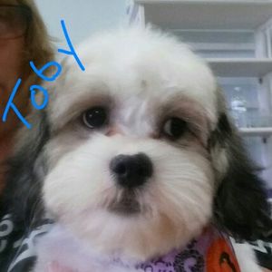 Paw-Paw Patch Pet Grooming LLC photo 39