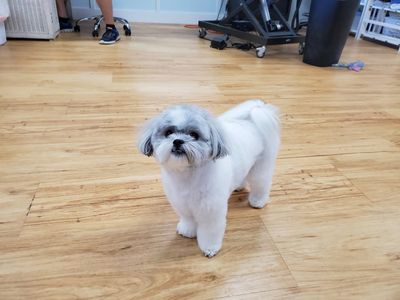 Paw-Paw Patch Pet Grooming LLC photo 40