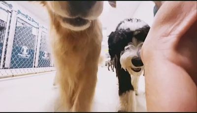 Preppy Pet Naples photo 3