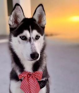 Preppy Pet Naples photo 9