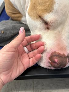 Preppy Pet Naples photo 11