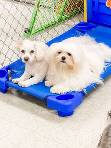 Preppy Pet Naples photo 13