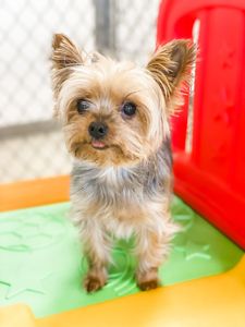 Preppy Pet Naples photo 17