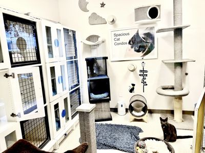 Preppy Pet Naples photo 18