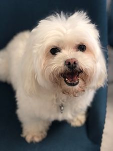 Preppy Pet Naples photo 20