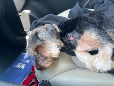 Preppy Pet Naples photo 28