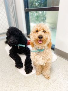 Preppy Pet Naples photo 29