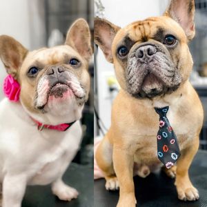 Preppy Pet Naples photo 32