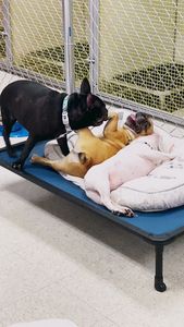 Preppy Pet Naples photo 37