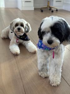 Preppy Pet Naples photo 38