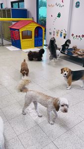 Preppy Pet Naples photo 39