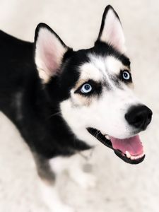 Preppy Pet Naples photo 41