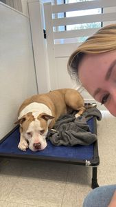 Preppy Pet Naples photo 43